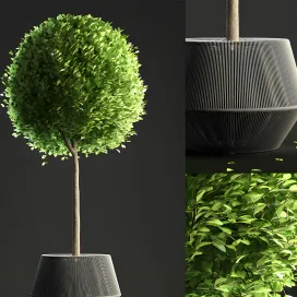 Buxus sempervirens in pot